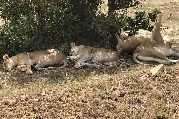 3 Days Maasai Mara Budget Group Safari