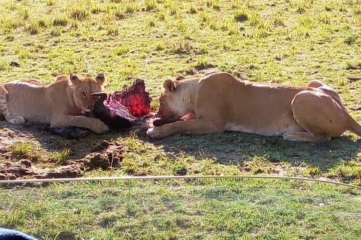 3 Days Maasai Mara Budget Group Safari