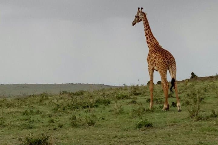 3 Days Maasai Mara Budget Group Safari