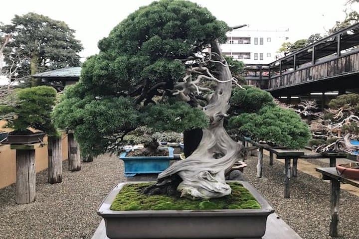 Make Your Own Bonsai with a Professional Bonsai Artist in Tokyo