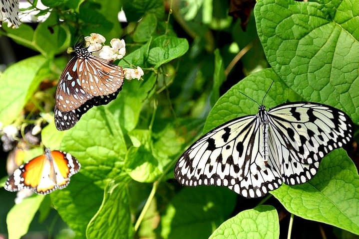 Bird Park & Butterfly Farm Nature Include All Entrance Tour From Kuala Lumpur