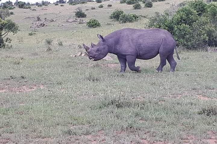 Nairobi National Park Safari