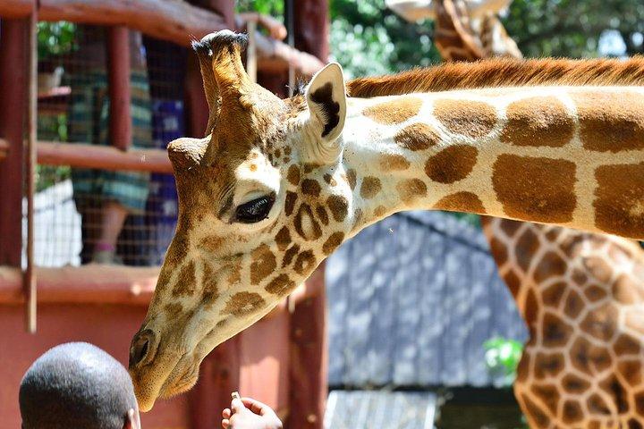 Nairobi National Park, Giraffe center & Beads factory Guided Day Tour