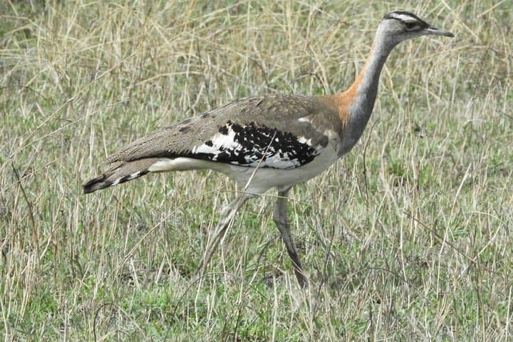 3 Days Amboseli National Park