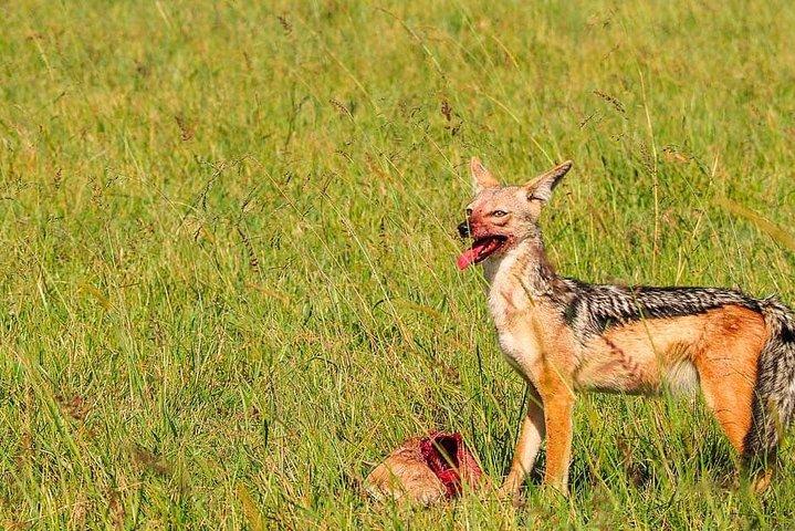 3 Days Amboseli National Park
