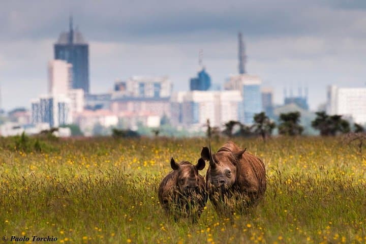 Nairobi National Park, Giraffe center & Beads Factory Guided Day Tour