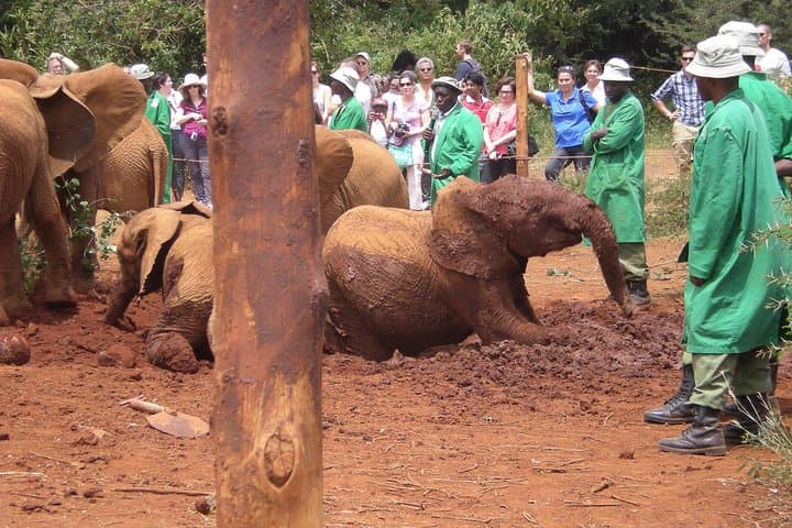 Nairobi National park, Elephant Orphanage&Bomas Cultural Dance