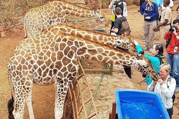 Giraffe Centre, Elephant Orphanage & Nairobi National Park Tour