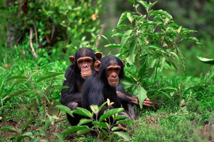2 Days of Chimpanzee Trekking - Nyungwe National Park
