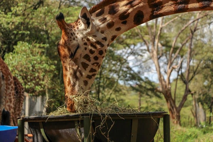 Nairobi National Park Private Safari