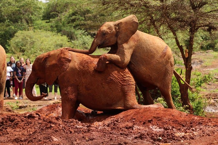 Nairobi National Park Private Safari