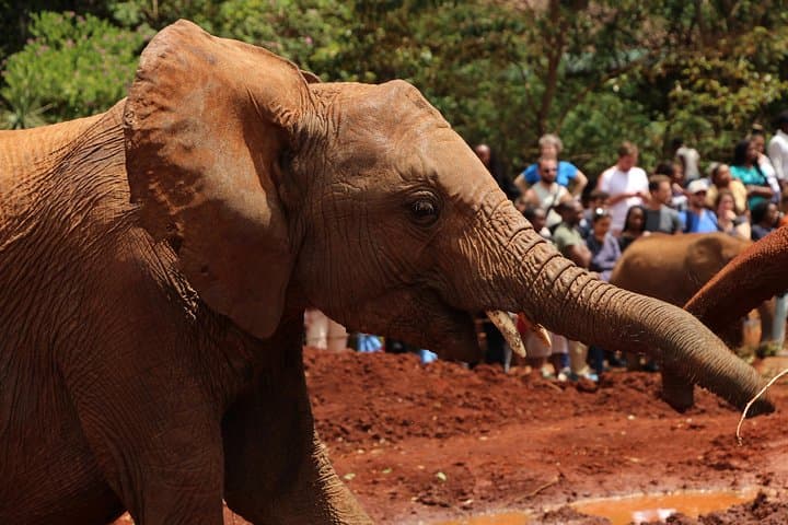 Nairobi National Park Private Safari