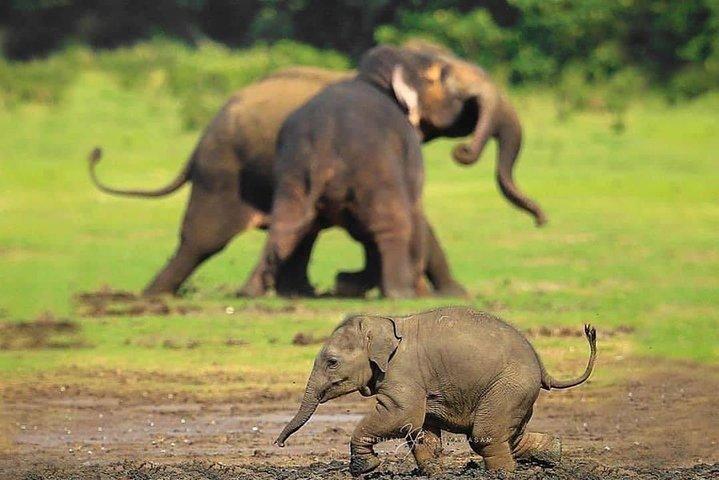 Udawalawe National Park Safari with Private Driver-Jeep and Enter ticket