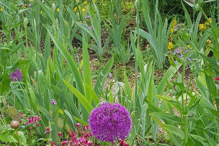 Private Car Trip to Giverny Garden from Paris