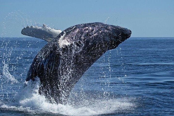 Cape Town Private Tour. Hermanus Whale Watching Full Day