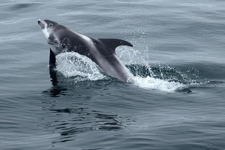 Cape Town Private Tour. Hermanus Whale Watching Full Day