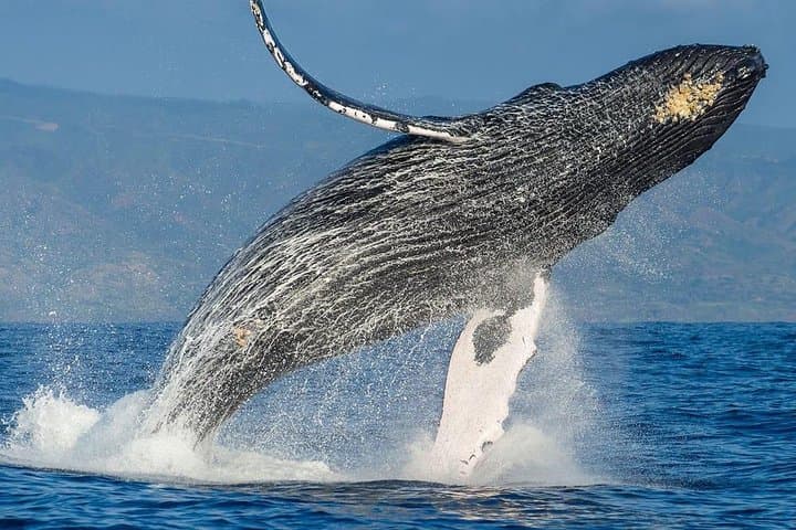 Cape Town Private Tour. Hermanus Whale Watching Full Day