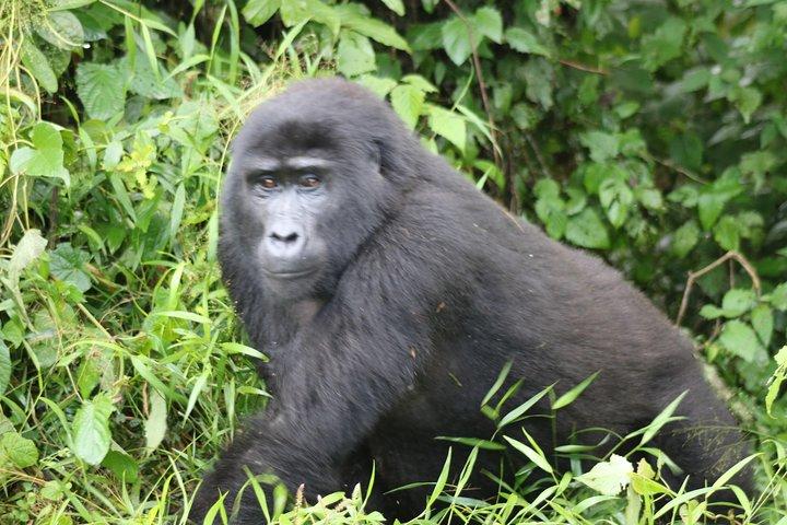 4 Day Gorillas, Wildlife and Chimpanzee Trek at Kibale