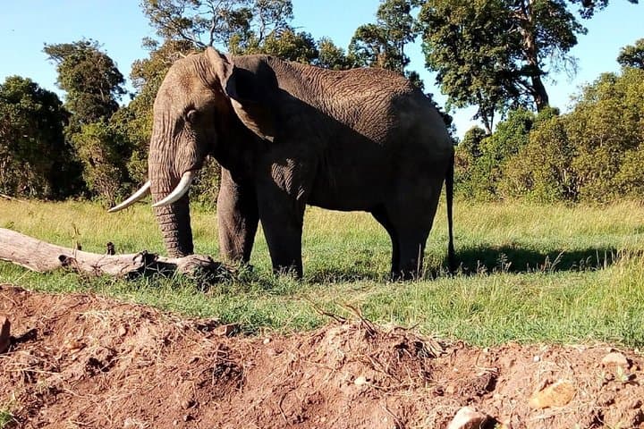 Amboseli National Park Day Tour from Nairobi
