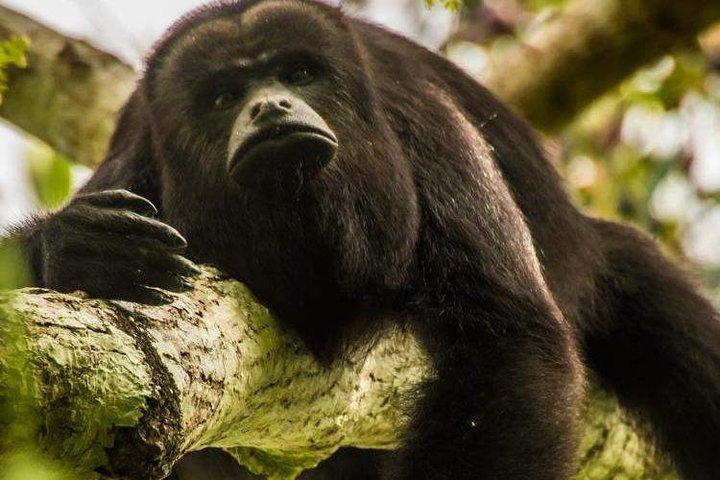 Altun Ha, Monkey Sanctuary and Rum Factory Tour from Belize City