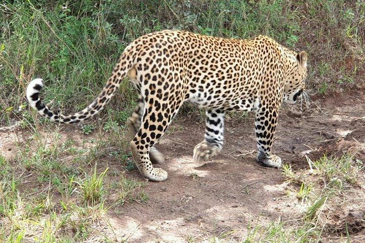 Nairobi National Park, Sheldrick Elephant, Giraffe Centre Tour