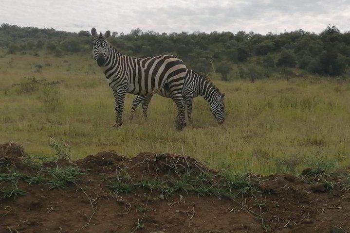 Nairobi National Park Guided Safari Tour for Wildlife Enthusiasts