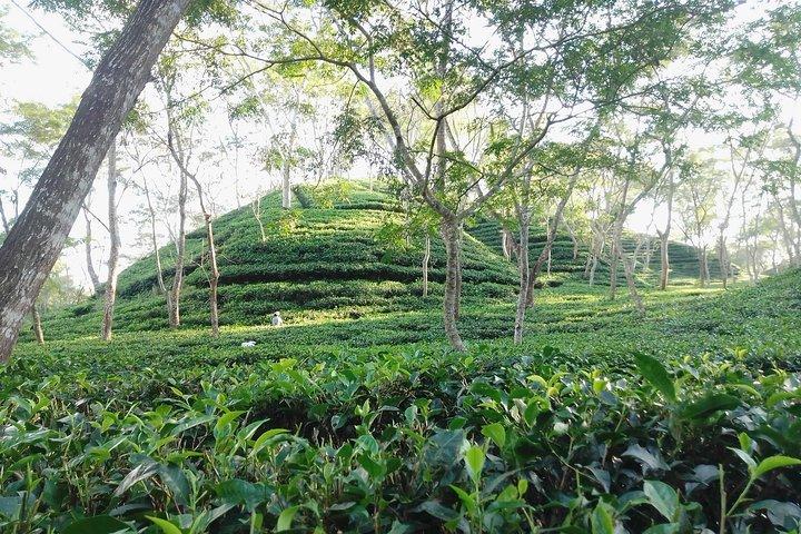 Srimangal nature tour in forest and tea garden