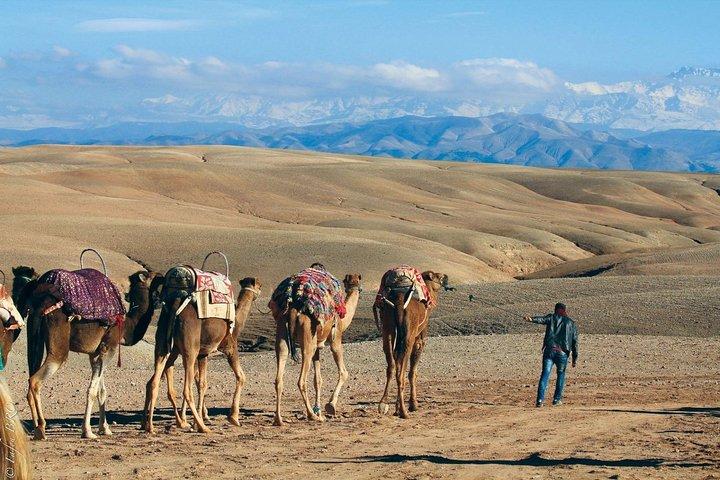 Camel ride in the desert of Agafay