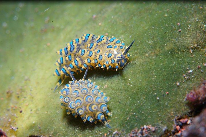 Day Trip for certified divers - 2 or 3 Dives in Tulamben (pick up in South Bali)