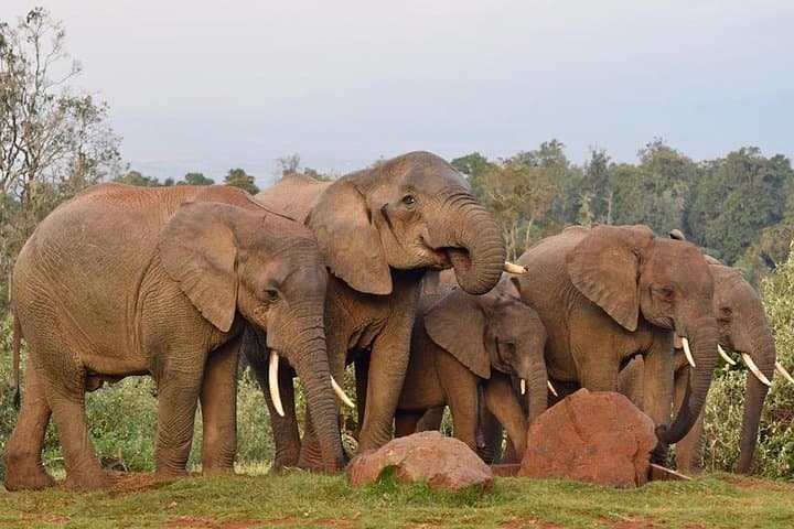 4 Days Aberdares National park & Samburu National Reserve Wildlife Safari