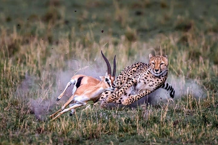 Private 5 Days Mount Kenya, Lake Nakuru & Masai Mara Wildlife Safari