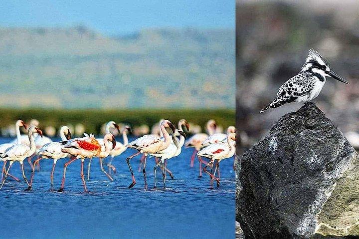 2 Days Lake Elementaita National park Safari