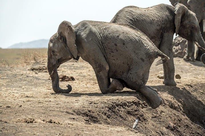 4 Days Masai Mara and Lake Nakuru National Park Private Luxury Safari