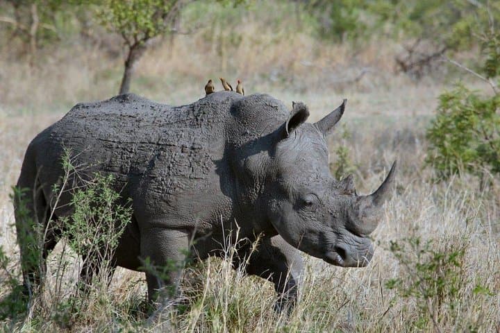 4 Days Masai Mara and Lake Nakuru National Park Private Luxury Safari