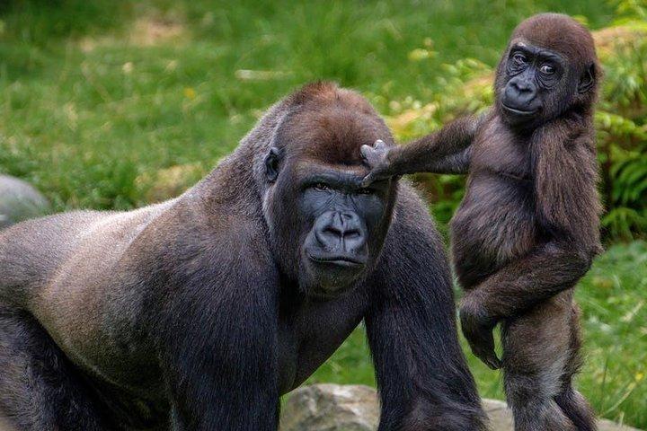12 Days Kenya wildlife Safari Holidays