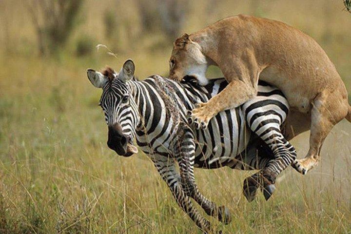 12 Days Kenya wildlife Safari Holidays
