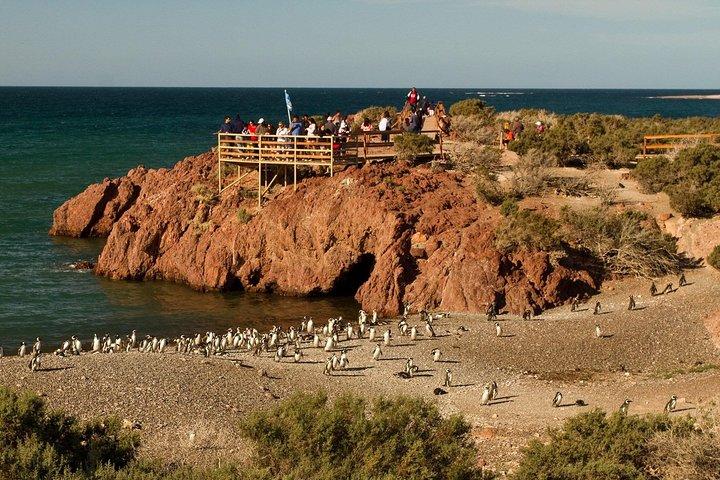 Punta Tombo Shore Excursion w/box Lunch(Shared tour for cruises)