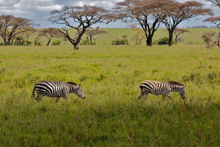 9 days Kenya Tanzania Safari