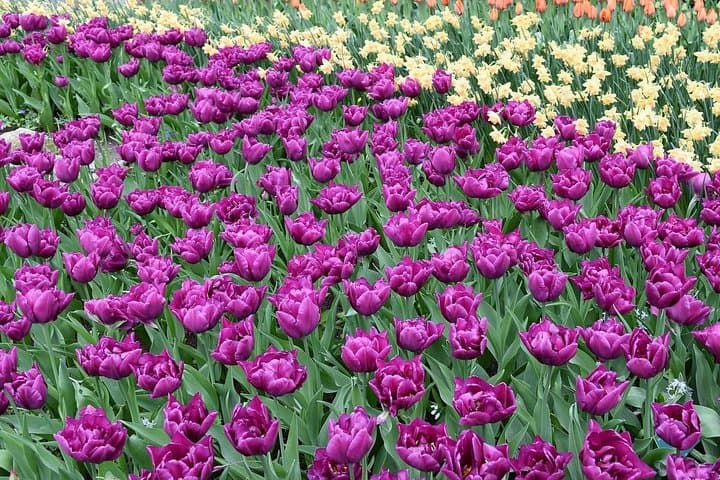 Private 4 hours Keukenhof Tulip Fields Tour from Amsterdam