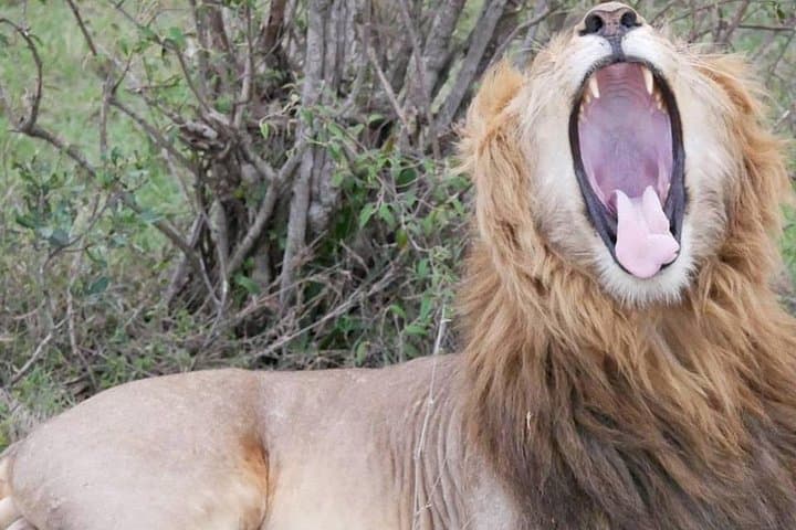 12 Days Kenya Safari Holidays