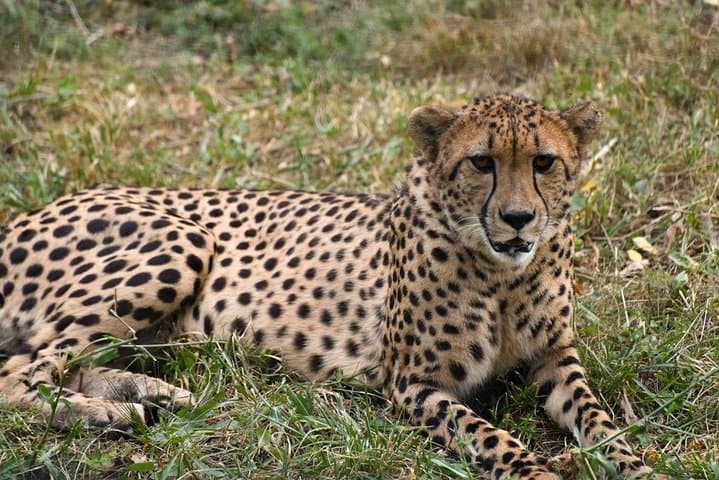 12 Days Kenya Safari Holidays