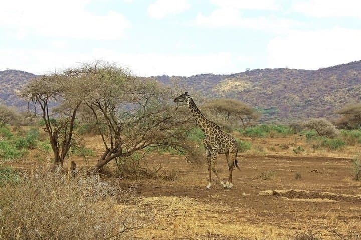 11 Days Kenya Photographic Safari