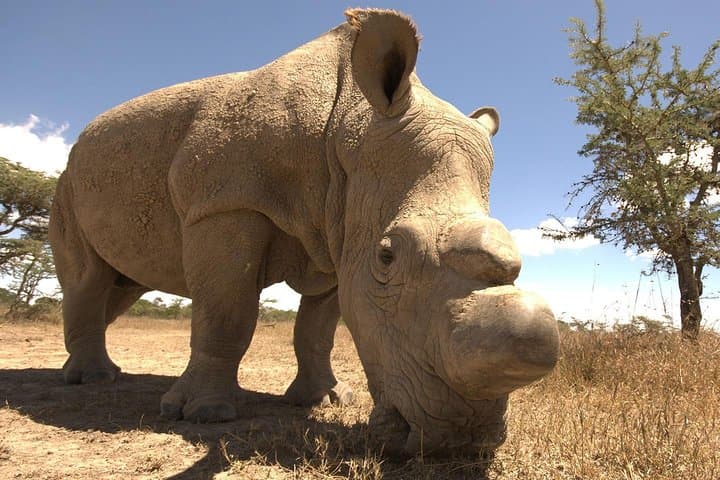 4 Days Ol Pejeta & Samburu National Reserve Safari