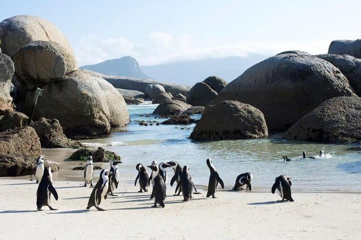 Cape Peninsula Tours