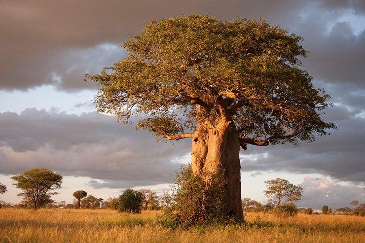 3 Days Tarangire National park Wildlife Safari