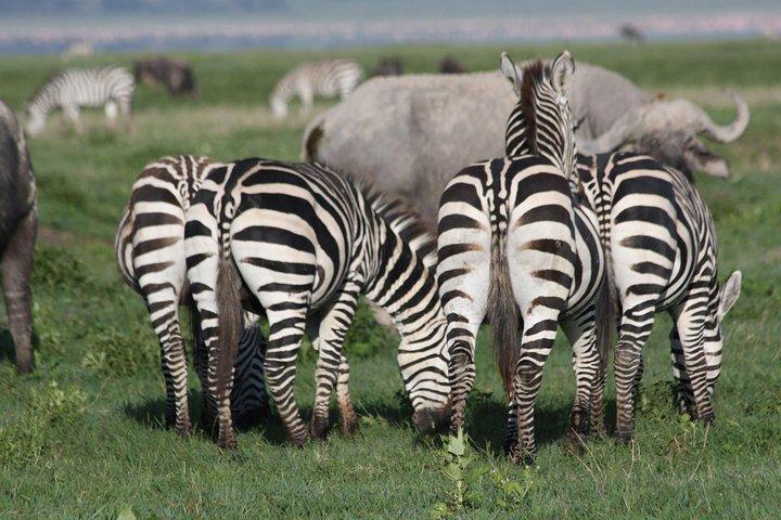 5 Days Northern Tanzania Selected Wildlife Safari