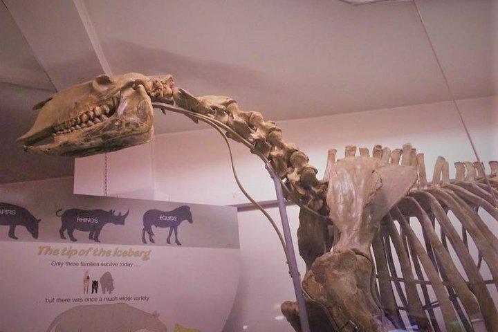 London Natural History Museum Private Tour for Kids & Families