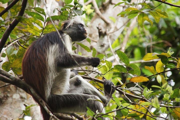 Half-Day Walking Tour in Jozani Jungle
