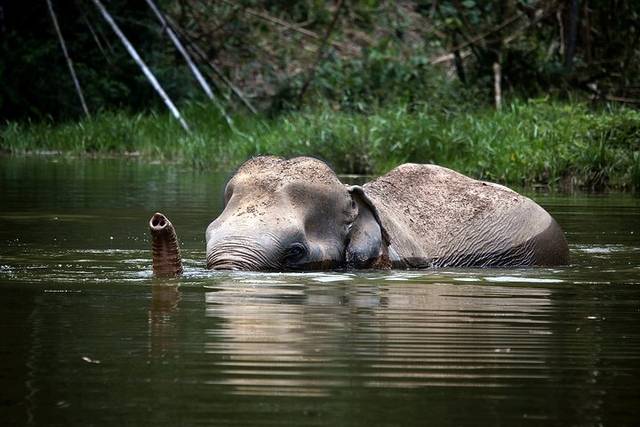 Elephant Sanctuary