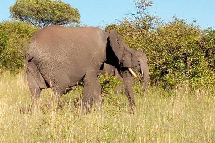 3 Days Budget Breathtaking Safari in Maasai Mara, Kenya